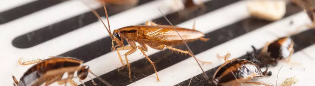 Dedetização de Baratas em São Bernardo do Campo  24 HORAS